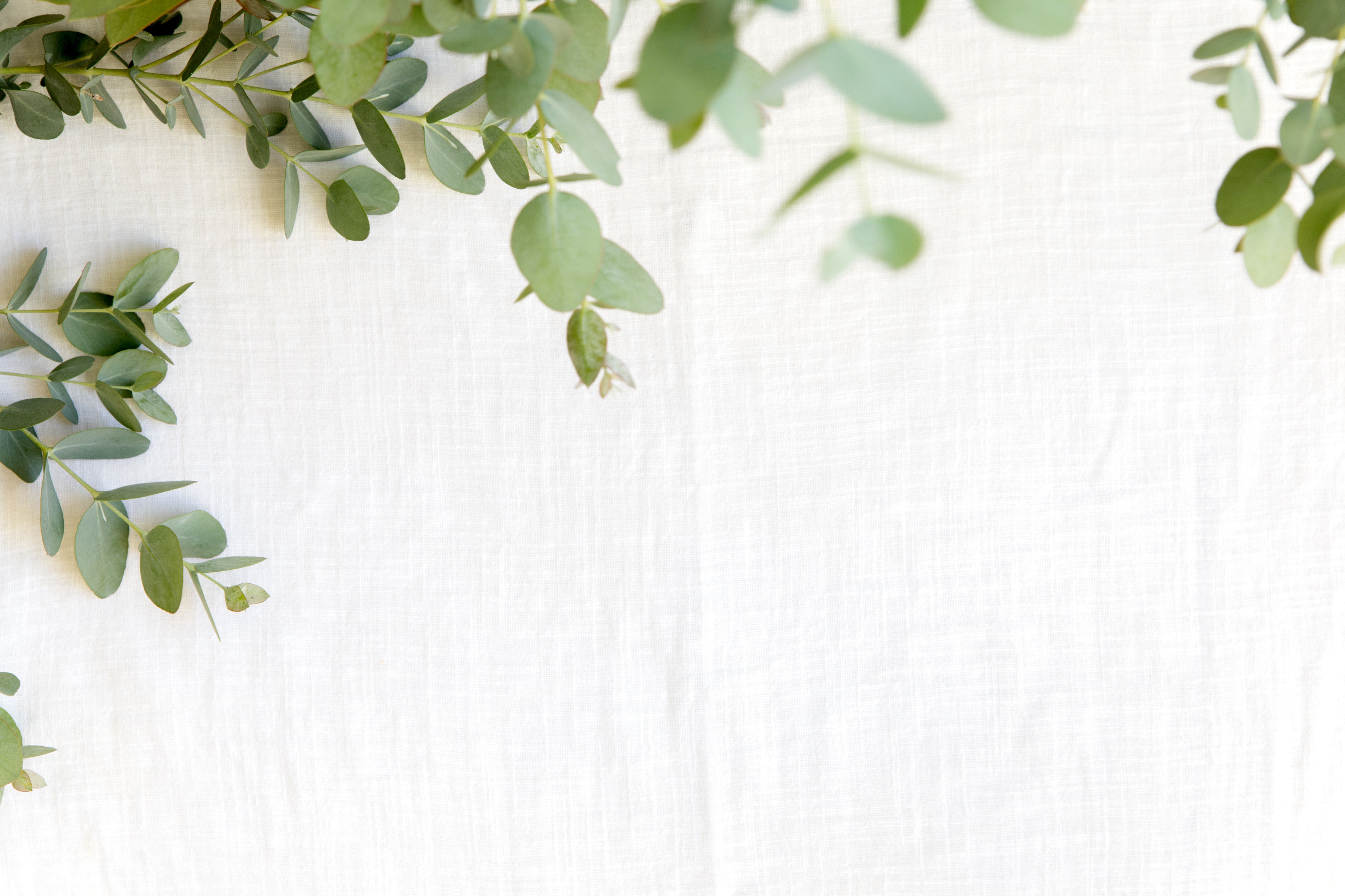 Eucalyptus Branches on a Linen Background