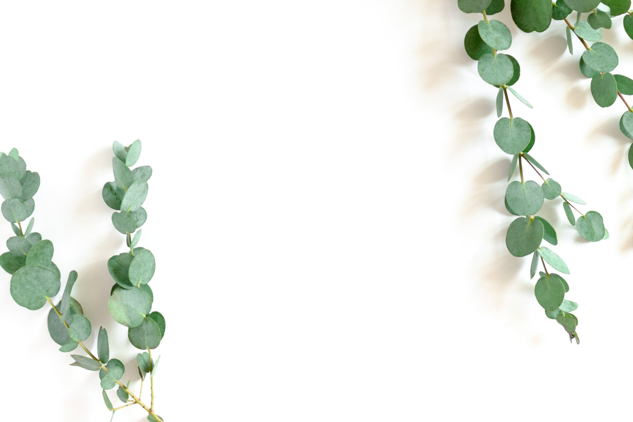 Eucalyptus Leaves on White Background 